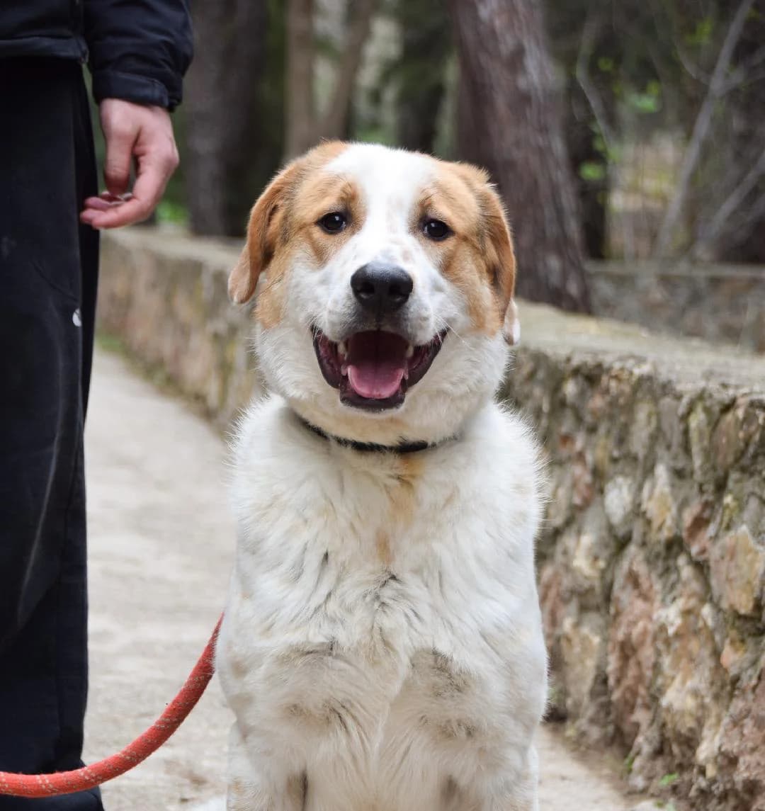 Errikos, male puppy Mixed Breed for adoption at Friends of Animals Nea Philadelphia