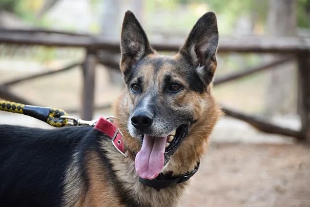 FRIXOS, male Mixed Breed for adoption at Friends of Animals Nea Philadelphia