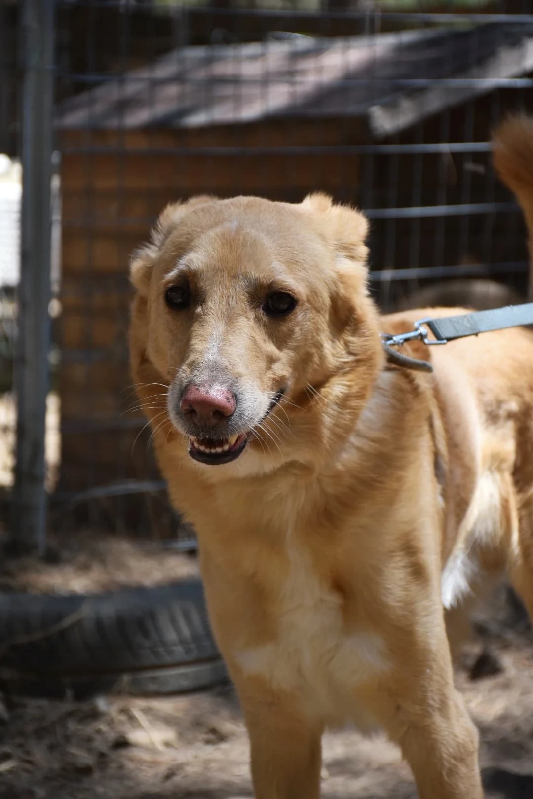 Laertis, male Mixed Breed for adoption at Friends of Animals Nea Philadelphia