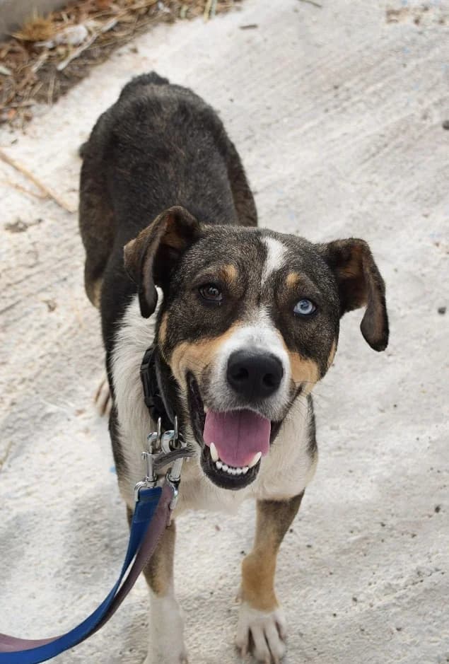 RIGAS, male Mixed Breed for adoption at Friends of Animals Nea Philadelphia