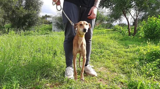 Kyra, female puppy Mixed Breed for adoption at Gouves Shelter, Heraklion