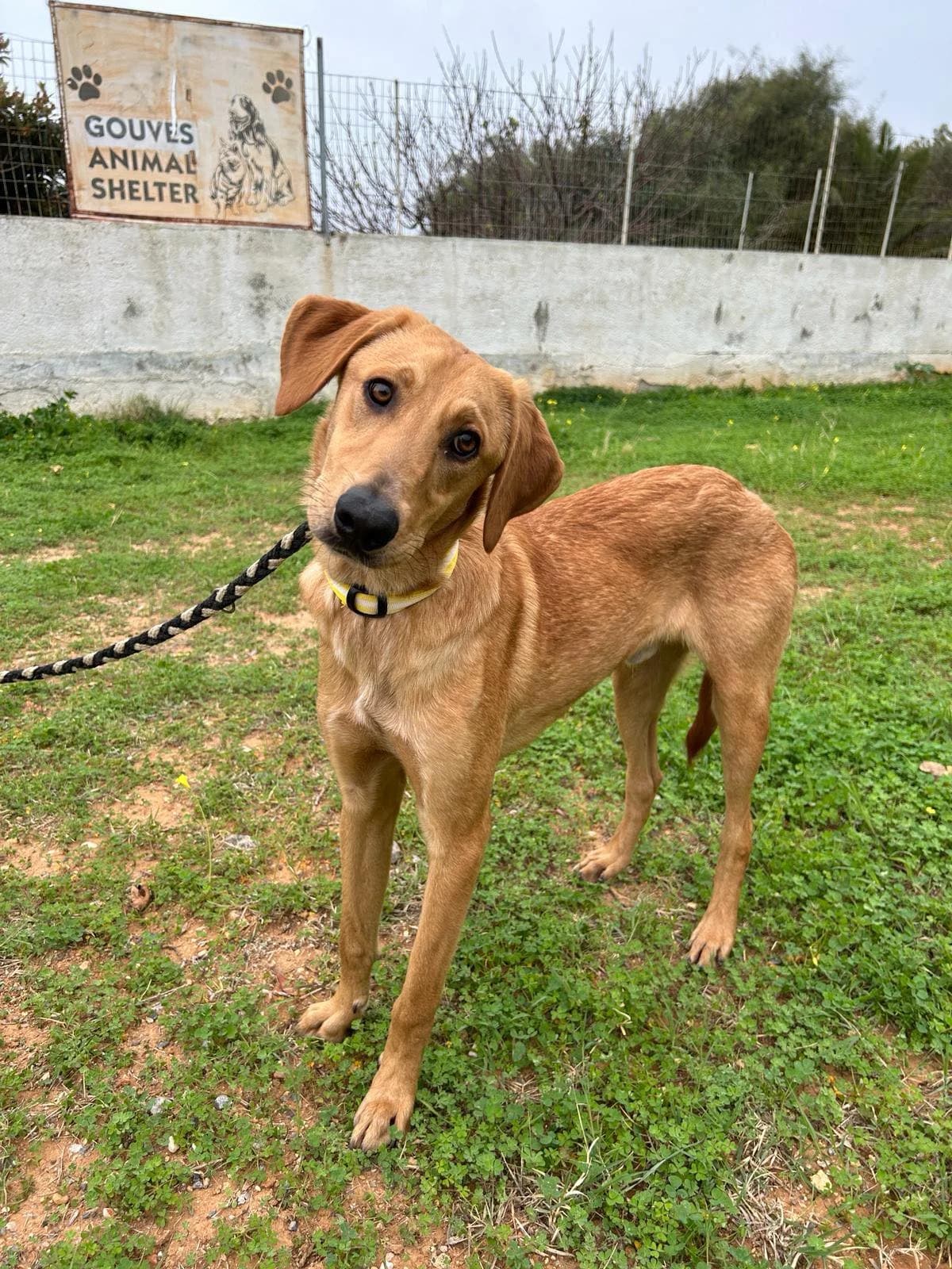 Billy, male puppy Mixed Breed for adoption at Gouves Shelter, Heraklion