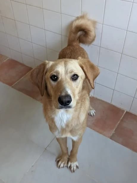 Prince, male puppy Mixed Breed for adoption at Gouves Shelter, Heraklion