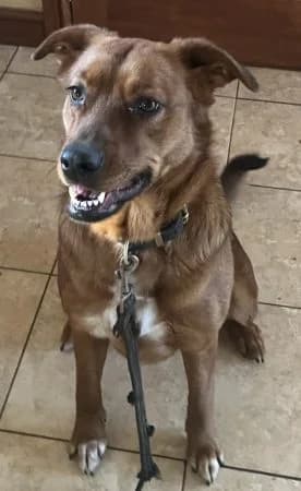 BAMBI, 4yo Mixed Breed for adoption at Greek Animal Rescue, Athens