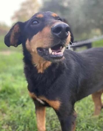 Sara, 3yo Mixed Breed for adoption at Greek Animal Rescue, Athens