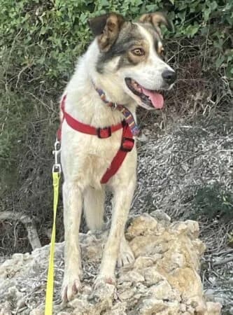 Dexter, young Mixed Breed for adoption at Greek Animal Rescue, Athens