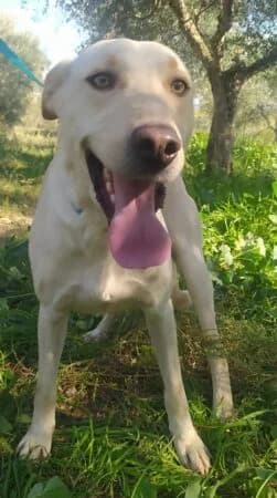 Sam, 5yo Mixed Breed for adoption at Greek Animal Rescue, Athens