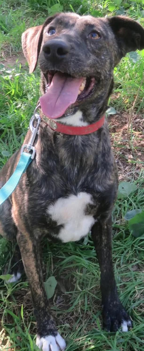 Elsa, 5yo Mixed Breed for adoption at Greek Animal Rescue, Athens