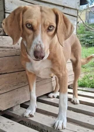 Shiva, 3yo Mixed Breed for adoption at Greek Animal Rescue, Athens
