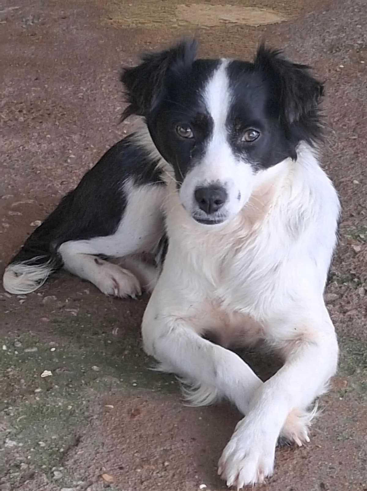 Athena, young Mixed Breed for adoption at Greek Animal Rescue, Athens