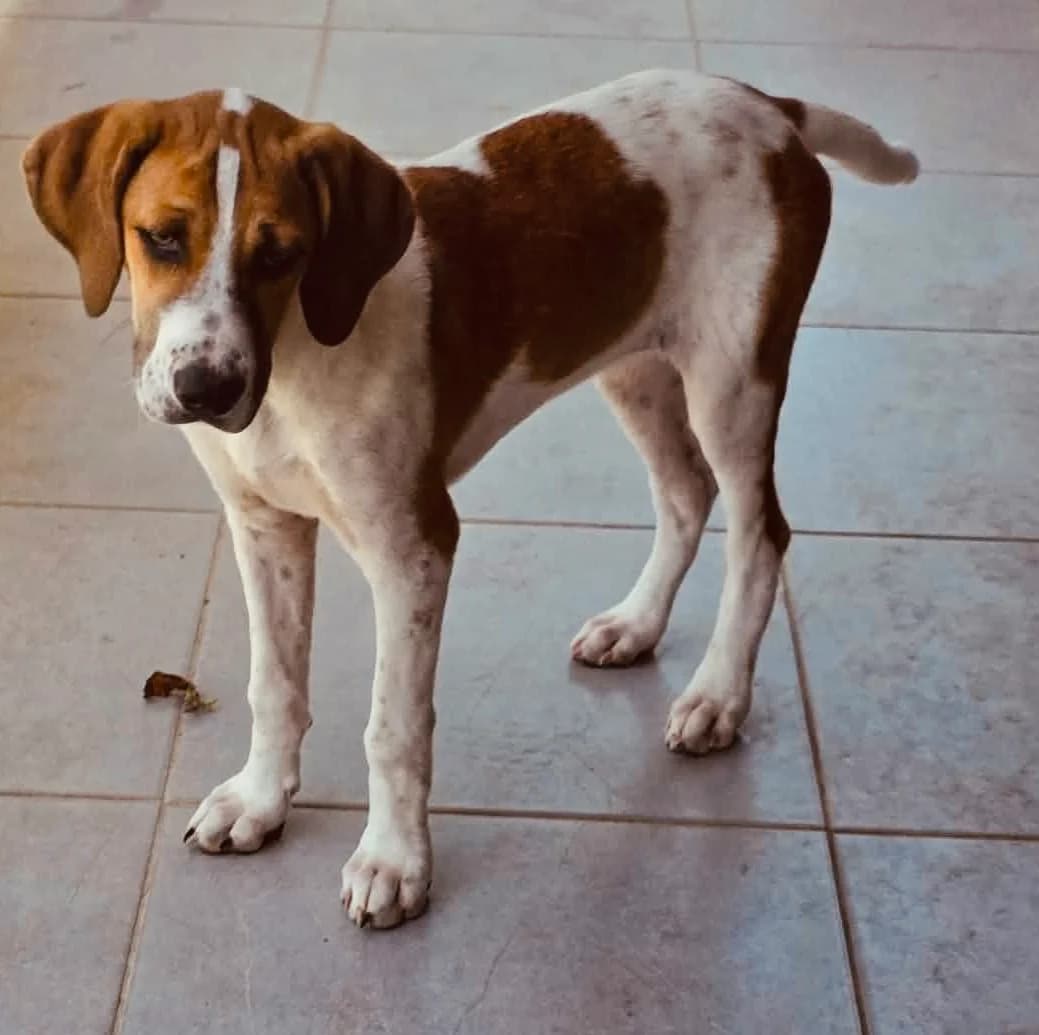 Jewel, puppy Mixed Breed for adoption at Greek Animal Rescue, Athens