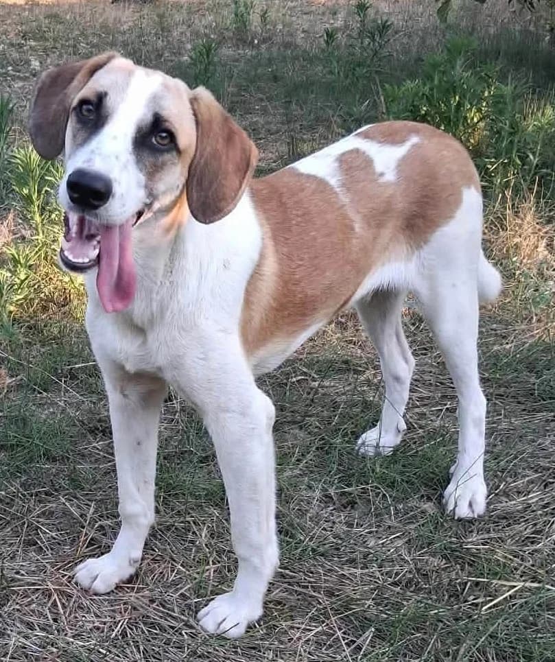 Taylor, puppy Mixed Breed for adoption at Greek Animal Rescue, Athens