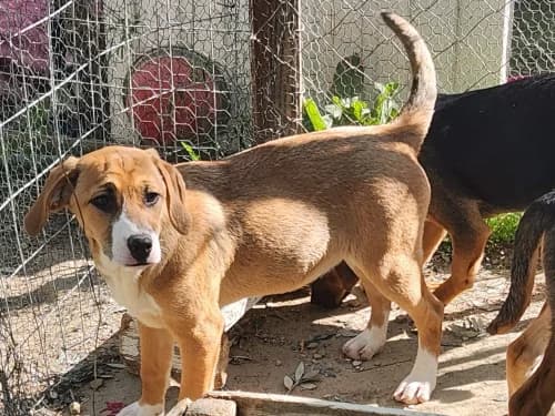 Quick Links, Mixed Breed for adoption at Hector's House Crete