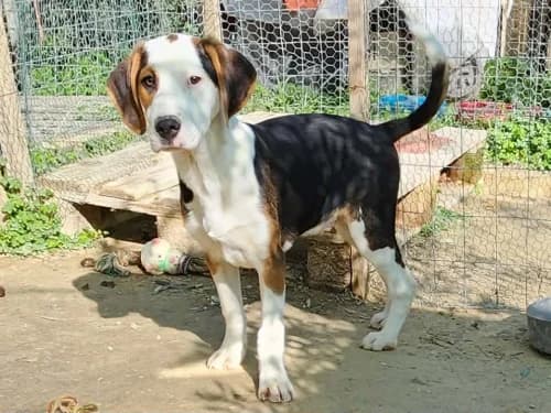 Quick Links, Mixed Breed for adoption at Hector's House Crete