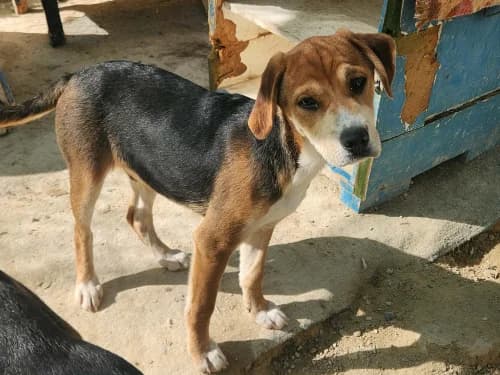 Quick Links, Mixed Breed for adoption at Hector's House Crete