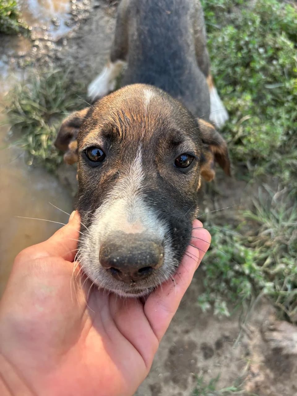 Elliot, Mixed Breed for adoption at Hopeland Dog Sanctuary