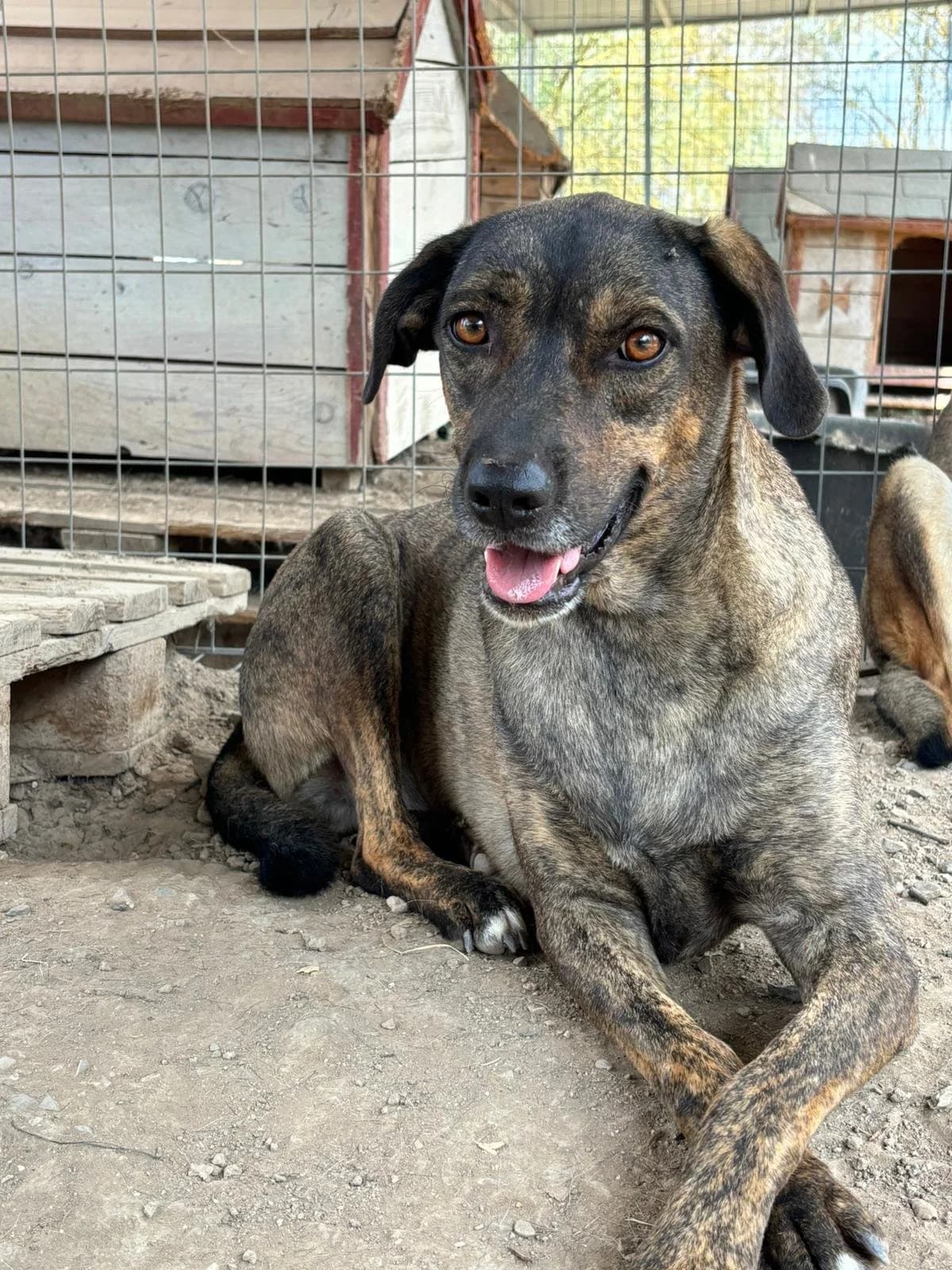 Luka, Mixed Breed for adoption at Hopeland Dog Sanctuary