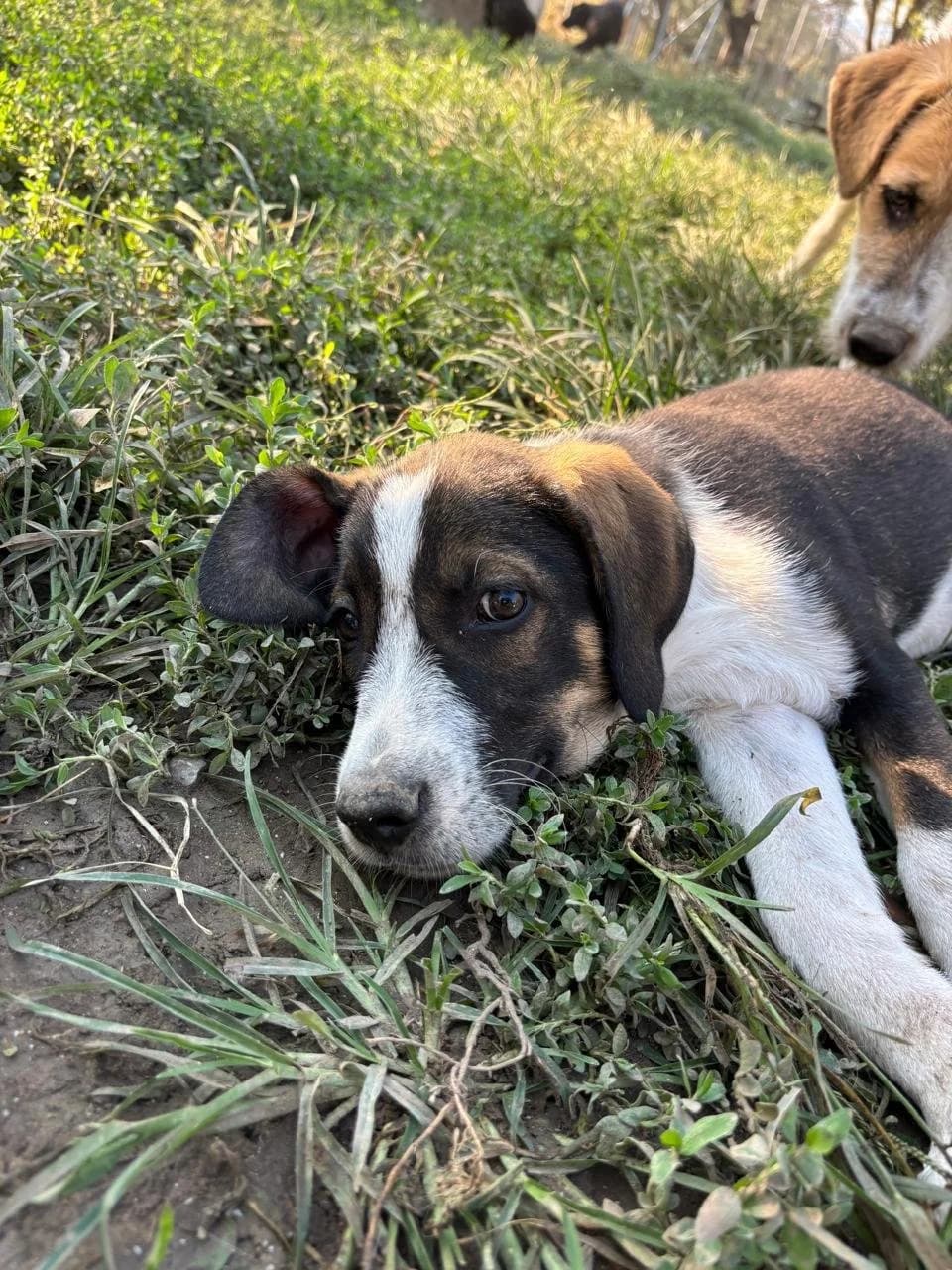 Marty, Mixed Breed for adoption at Hopeland Dog Sanctuary