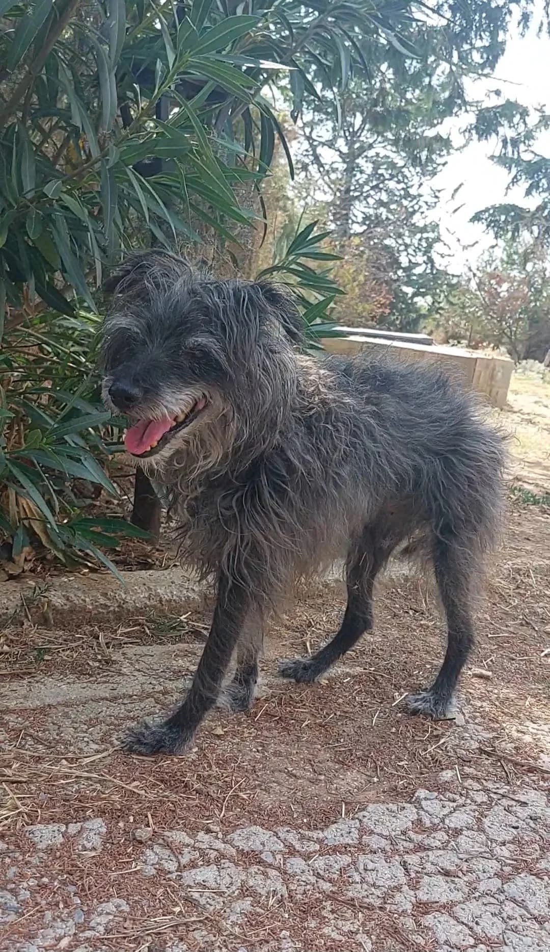 Rabbit, Mixed Breed for adoption at Hopeland Dog Sanctuary