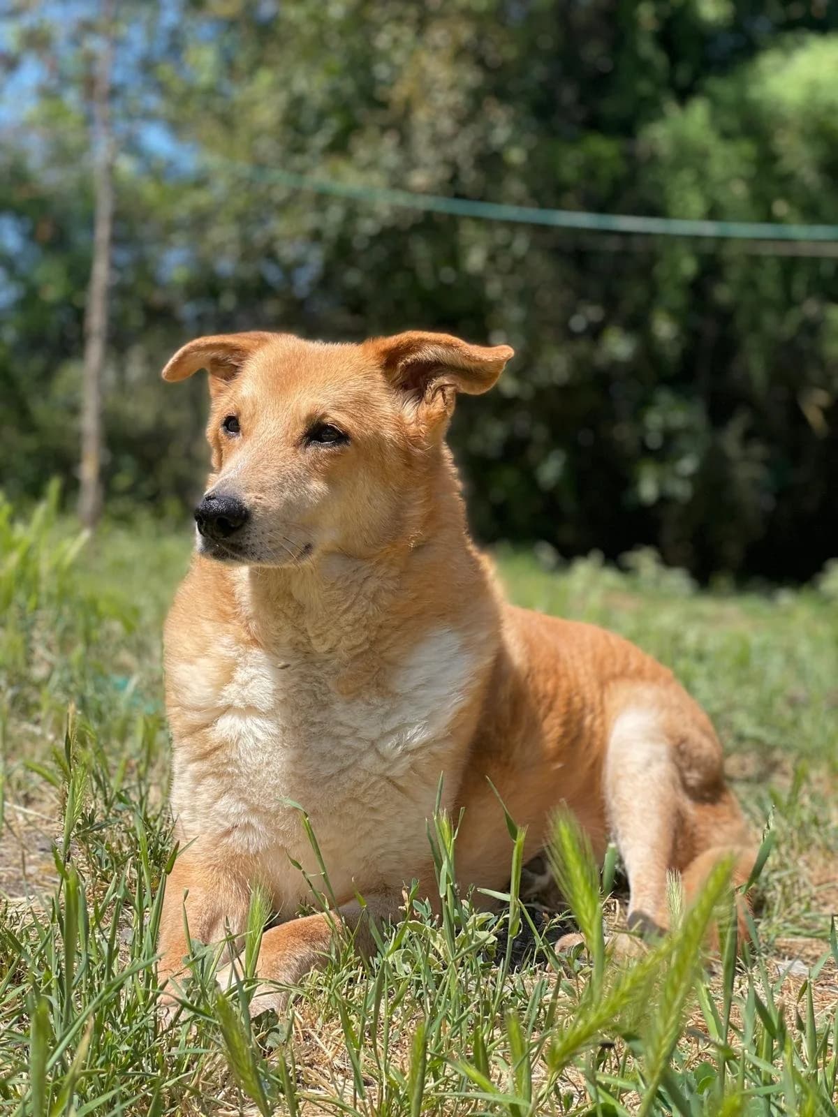 Thekla, Mixed Breed for adoption at Hopeland Dog Sanctuary