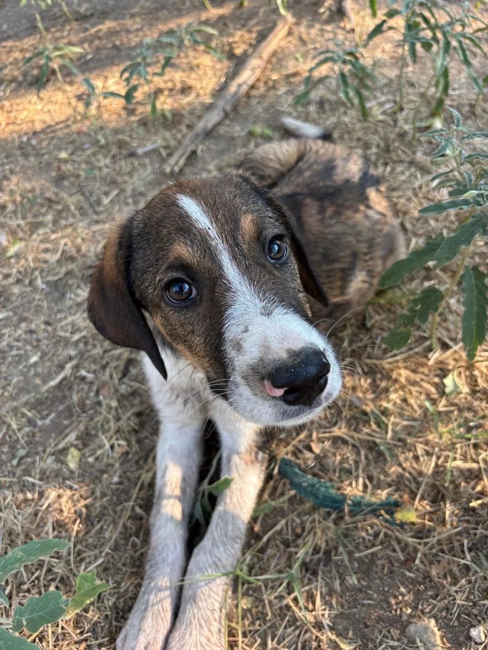 Thomas, Mixed Breed for adoption at Hopeland Dog Sanctuary