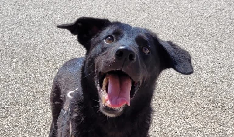Billie, female 4yo Mixed Breed for adoption at Laiza Strays