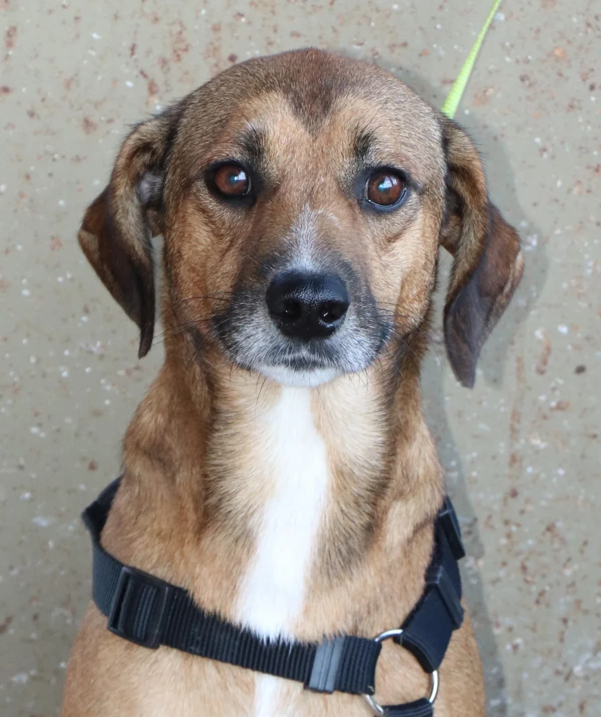 Tommy, male 4yo Mixed Breed for adoption at Laiza Strays