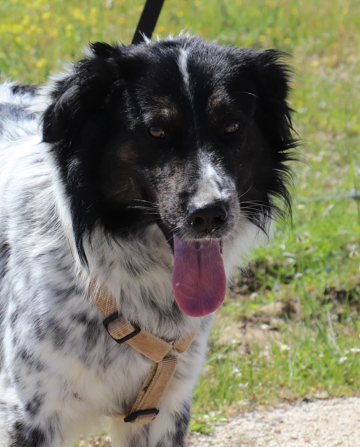 Ernesto, male puppy Mixed Breed for adoption at Laiza Strays