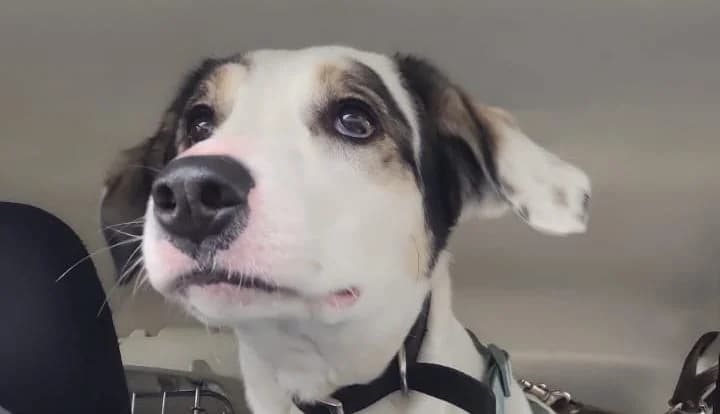 Lila, female young Mixed Breed for adoption at Laiza Strays