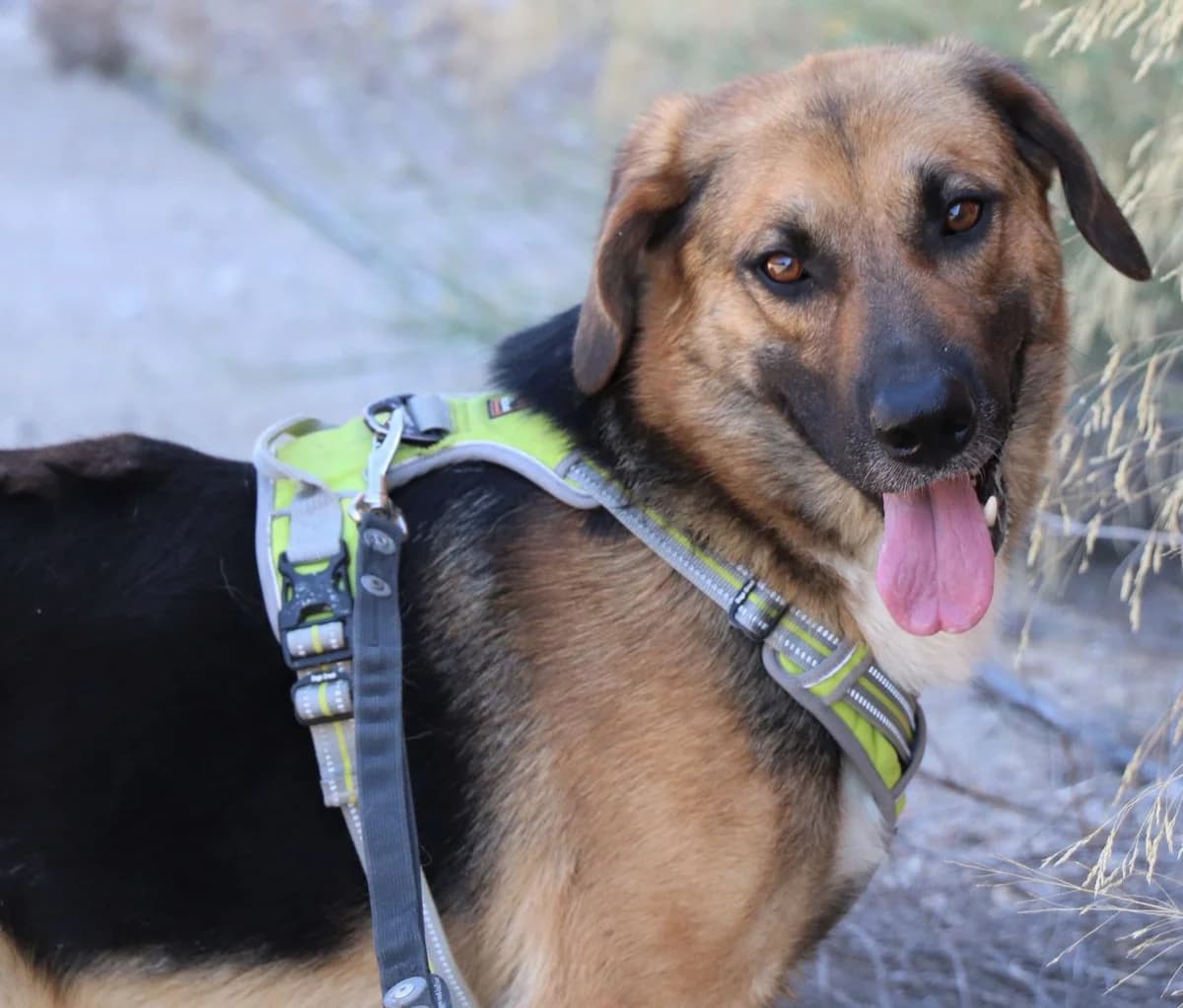 Teo, male 5yo Mixed Breed for adoption at Laiza Strays