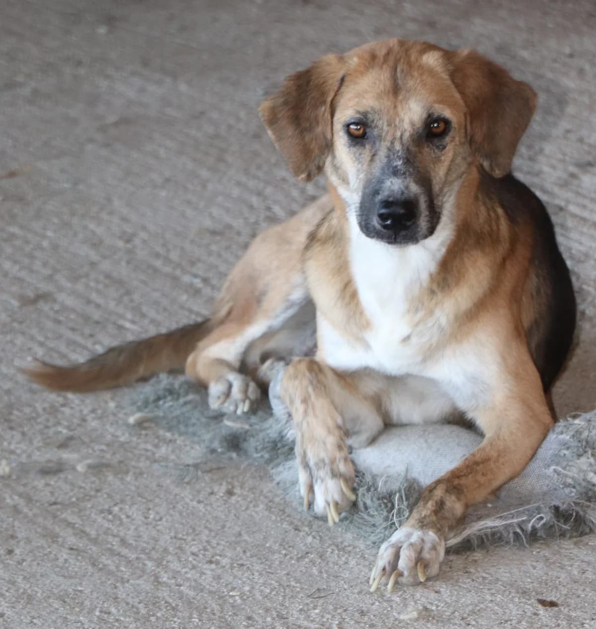 Malin, female young Mixed Breed for adoption at Laiza Strays