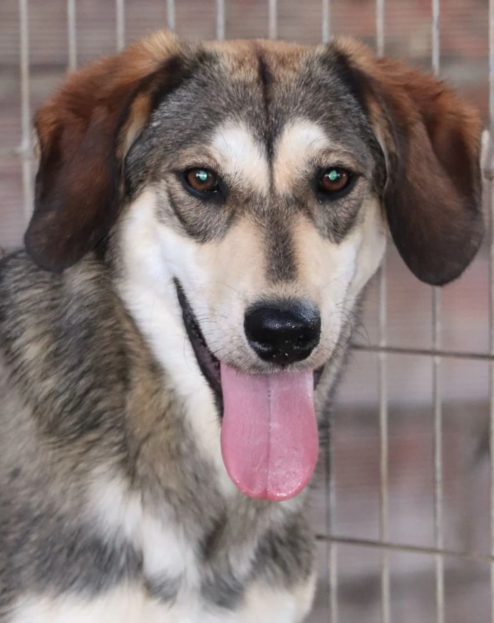 Fanouris, male 4yo Mixed Breed for adoption at Laiza Strays
