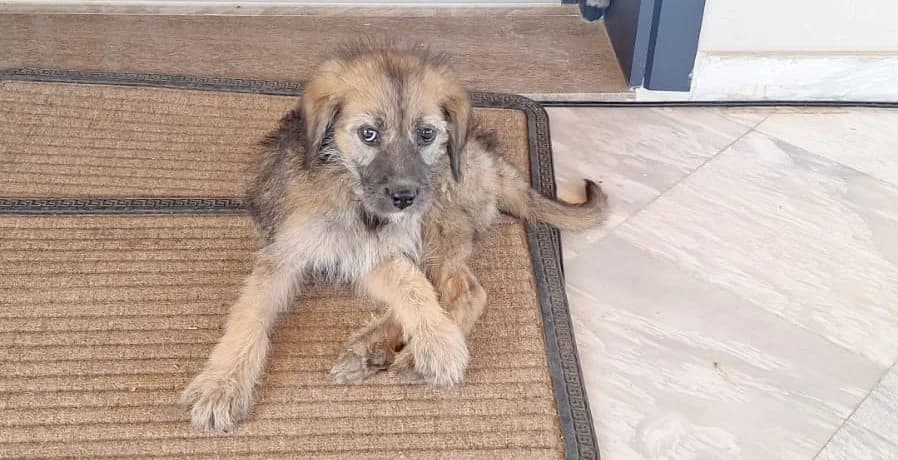Junior, male puppy Mixed Breed for adoption at Laiza Strays
