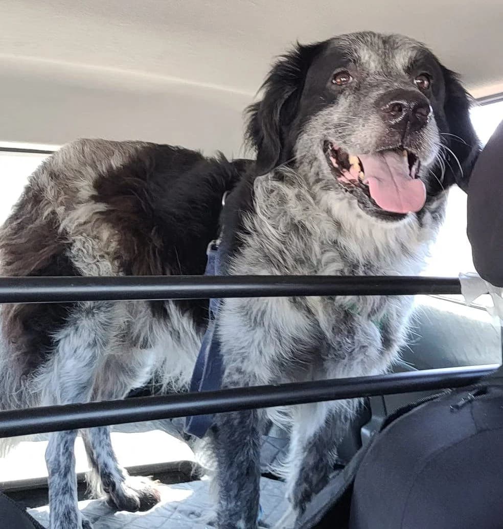 Perseus, male Mixed Breed for adoption at Laiza Strays