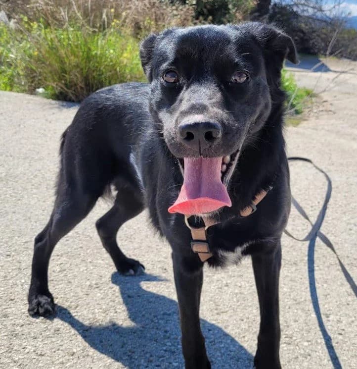 Simone, female 4yo Mixed Breed for adoption at Laiza Strays