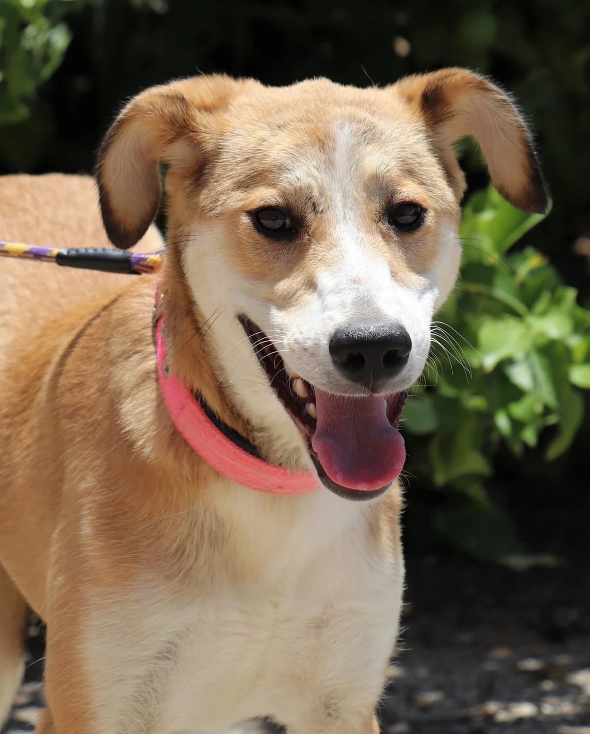 Fred, female 3yo Mixed Breed for adoption at Laiza Strays