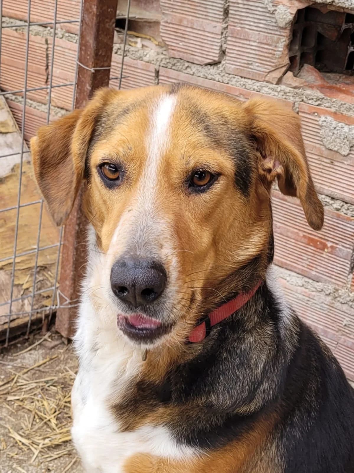 Zizel, female 6yo Mixed Breed for adoption at Laiza Strays
