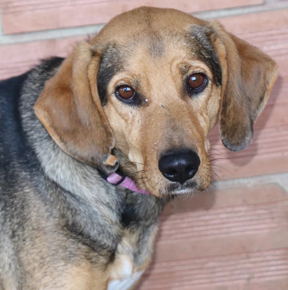 Poppy, female Mixed Breed for adoption at Laiza Strays