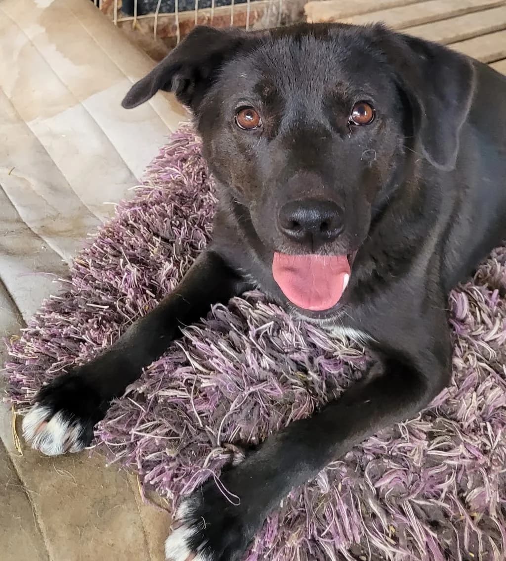 Ella, female 4yo Mixed Breed for adoption at Laiza Strays