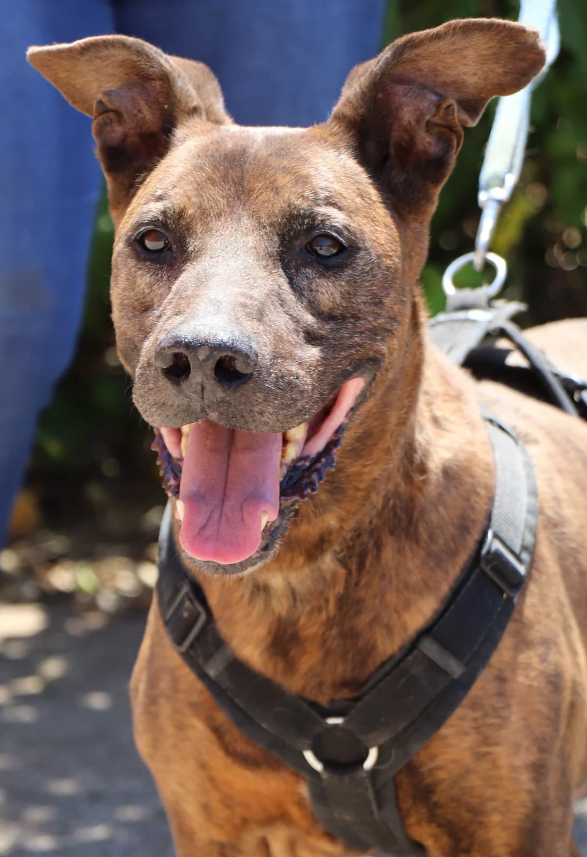 Charlie, male senior Mixed Breed for adoption at Laiza Strays