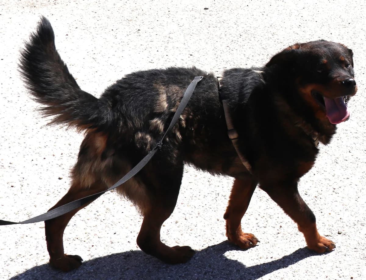 Ralph, male 4yo Mixed Breed for adoption at Laiza Strays