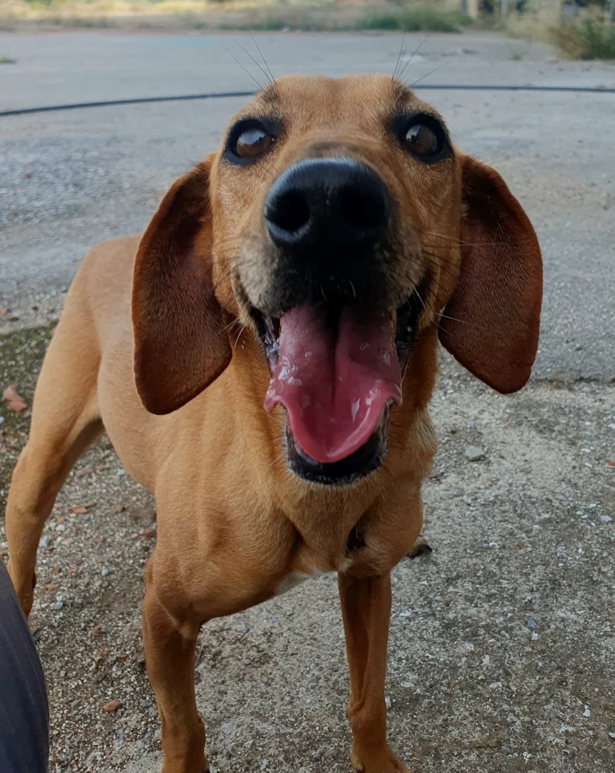 Candy, female senior Mixed Breed for adoption at Laiza Strays