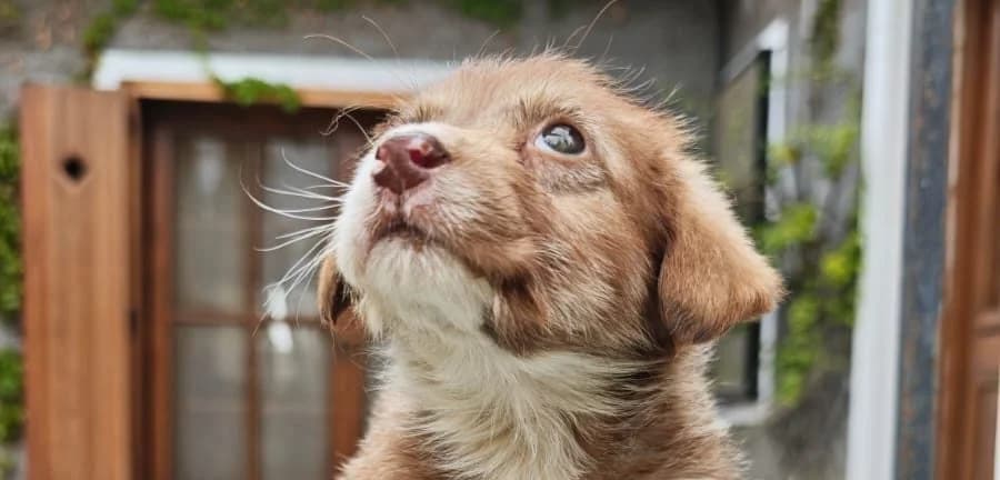 Lotus, male puppy Mixed Breed for adoption at Laiza Strays