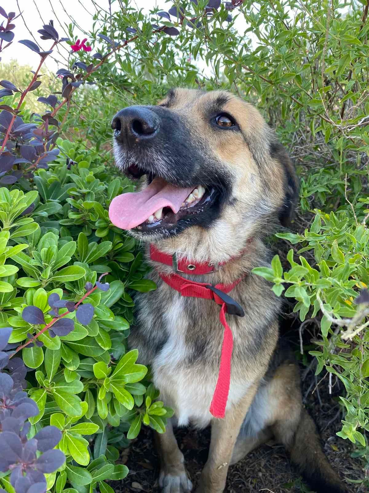 LIZA (ΛΙΖΑ), female 4yo Mixed Breed for adoption at ΜΕΡΙΜΝΩ