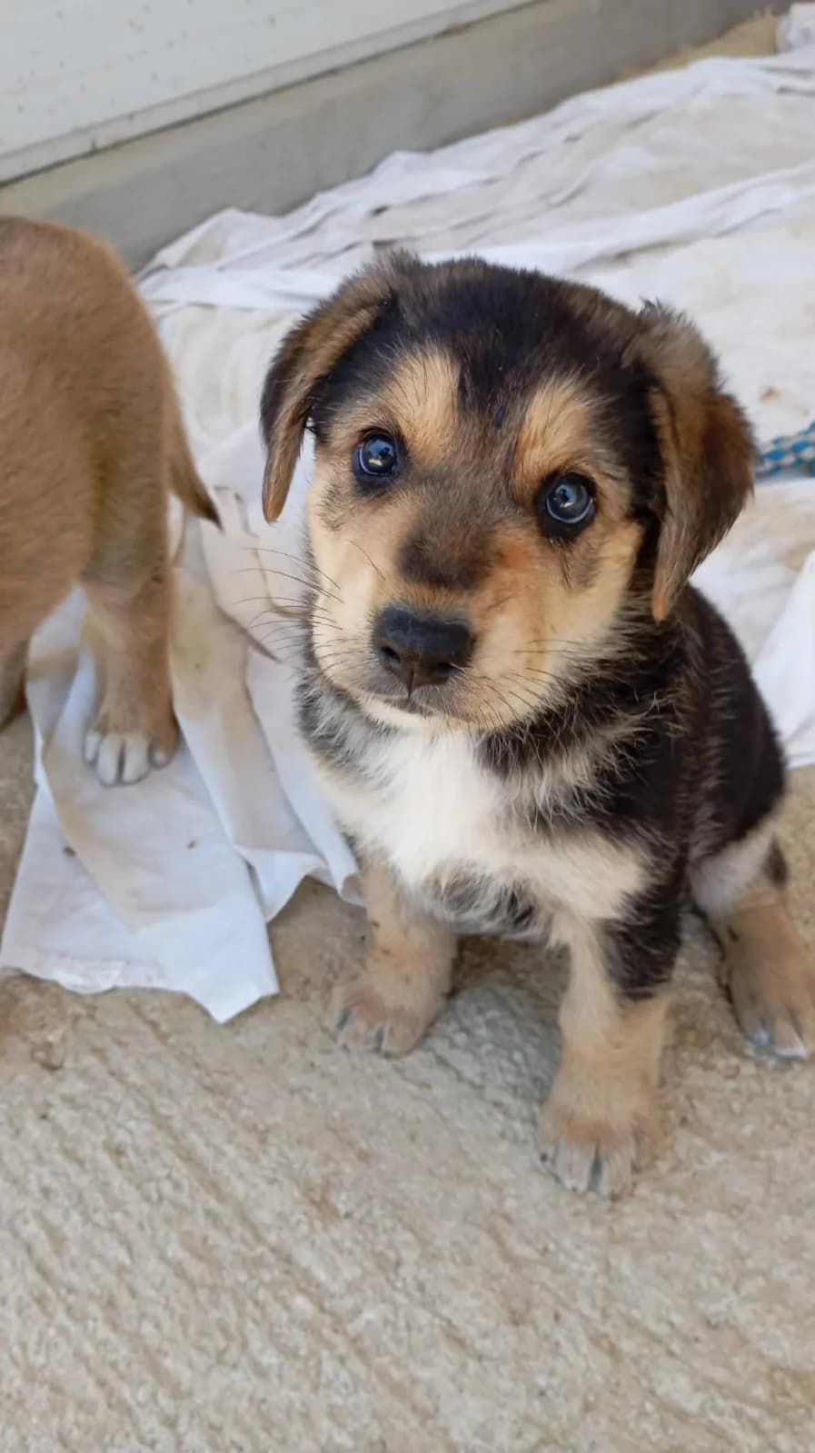 ALVA, female puppy mixed breed for adoption at Naxos Animal Welfare Society (NAWS), Naxos