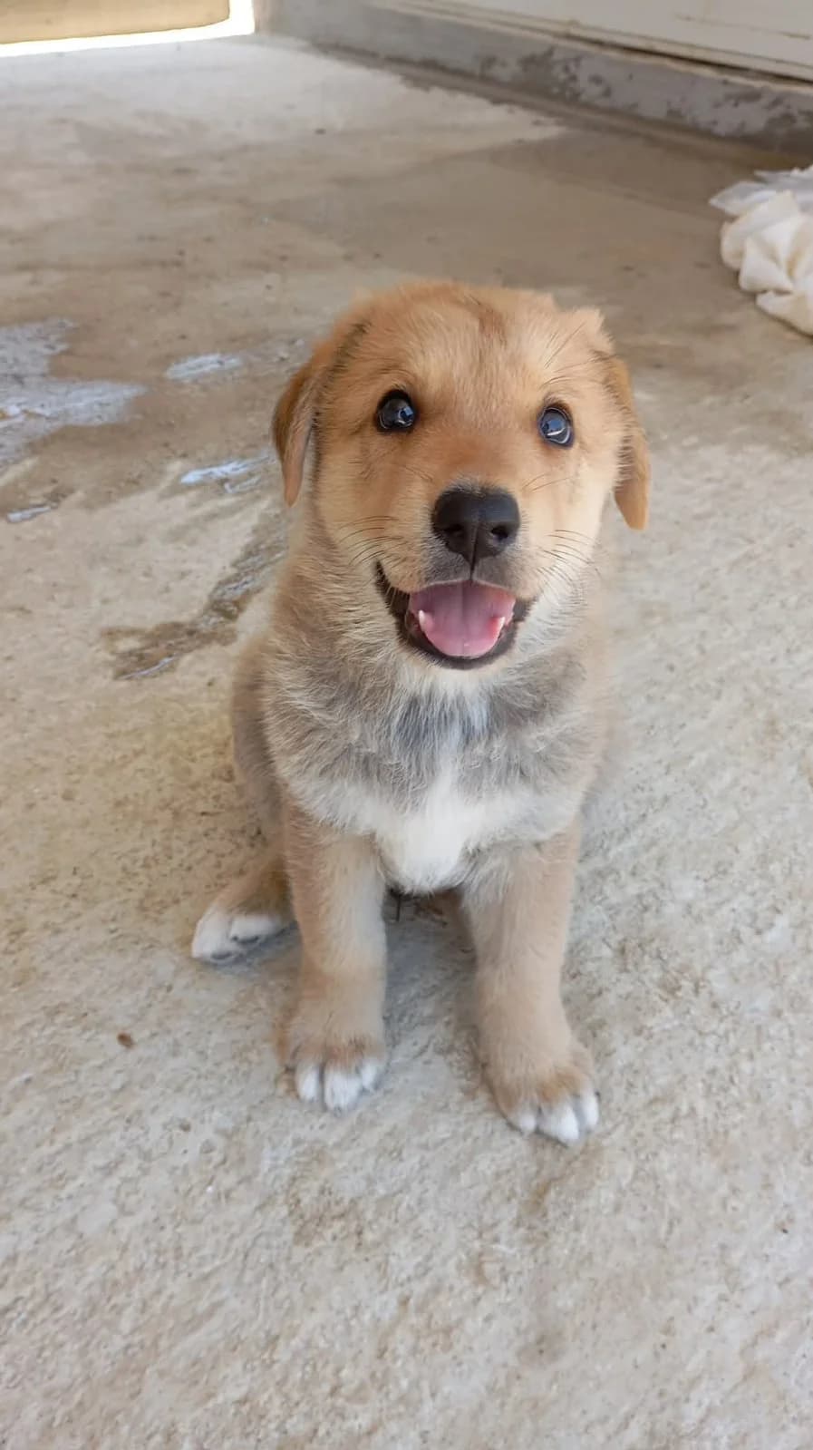 ALVIN, male puppy mixed breed for adoption at Naxos Animal Welfare Society (NAWS), Naxos
