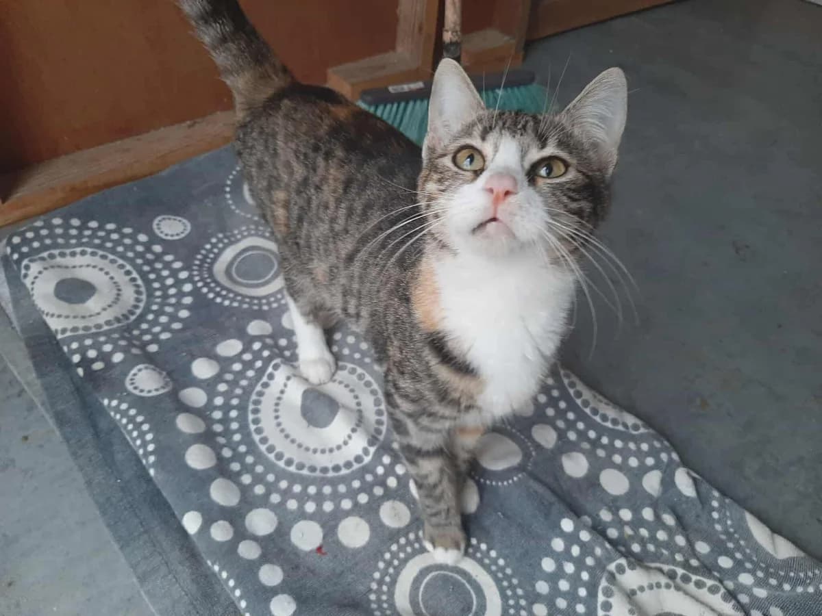 ARIANE, female young Mixed Breed for adoption at Naxos Animal Welfare Society (NAWS), Naxos