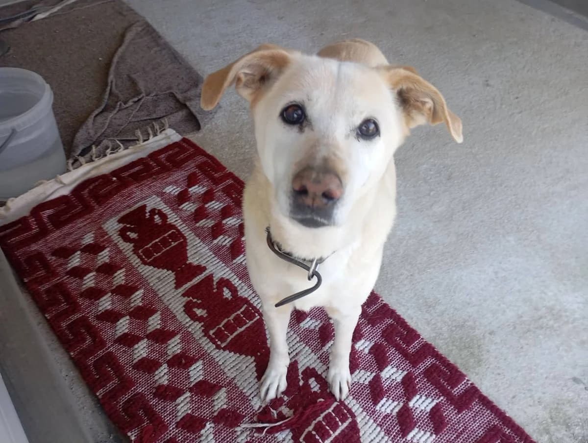 ASANA, female young Mixed Breed for adoption at Naxos Animal Welfare Society (NAWS), Naxos