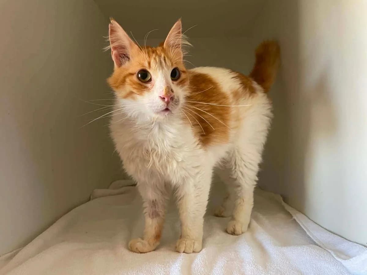 BOB, male 7yo Mixed Breed for adoption at Naxos Animal Welfare Society (NAWS), Naxos