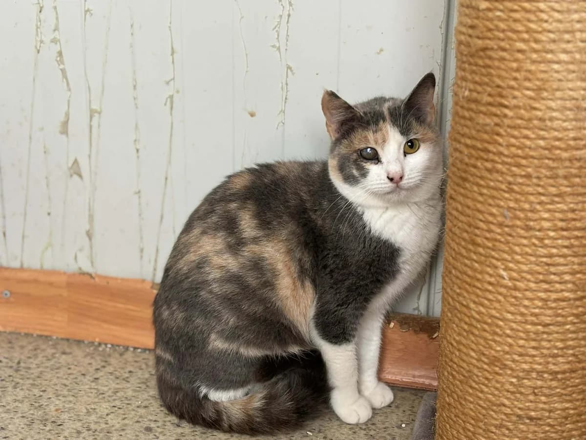 ESMERELDA, female young Mixed Breed for adoption at Naxos Animal Welfare Society (NAWS), Naxos